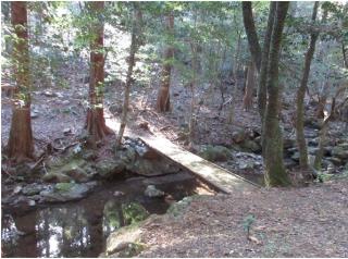 ヒノキ人工林入口にかけられた小橋　　　　　　<br>約2,000年にわたり進化がやんだ森林は　　　　　<br>貴重な植物と生き物たちの宝庫となっている<br>