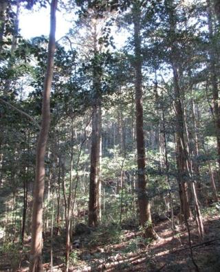 樹齢100年生のヒノキ　H25m,C1,5m,W6m       <br>下枝12m　大樹直径60㎝以上に成長させるため<br>受光伐を繰り返し、下枝は15m以上残す<br>