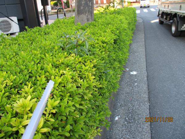 ＊落ちているごみを取り除くと・・・<br>